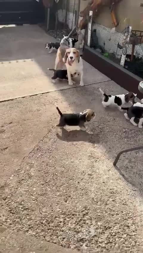 Beagle dogs for sale: Beagle puppies ready soon💕 - Video 2