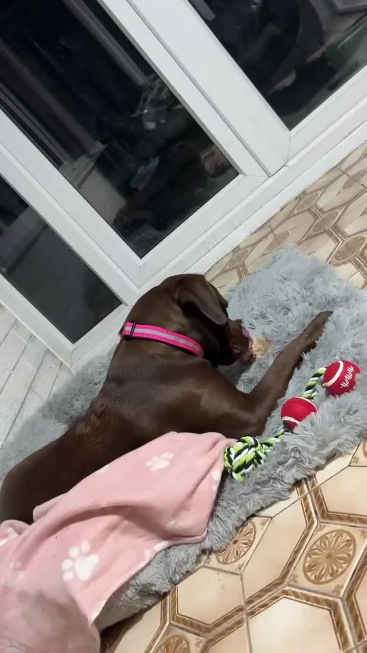 Mixed Breed dogs for sale: Labrador cross staff - Video 3