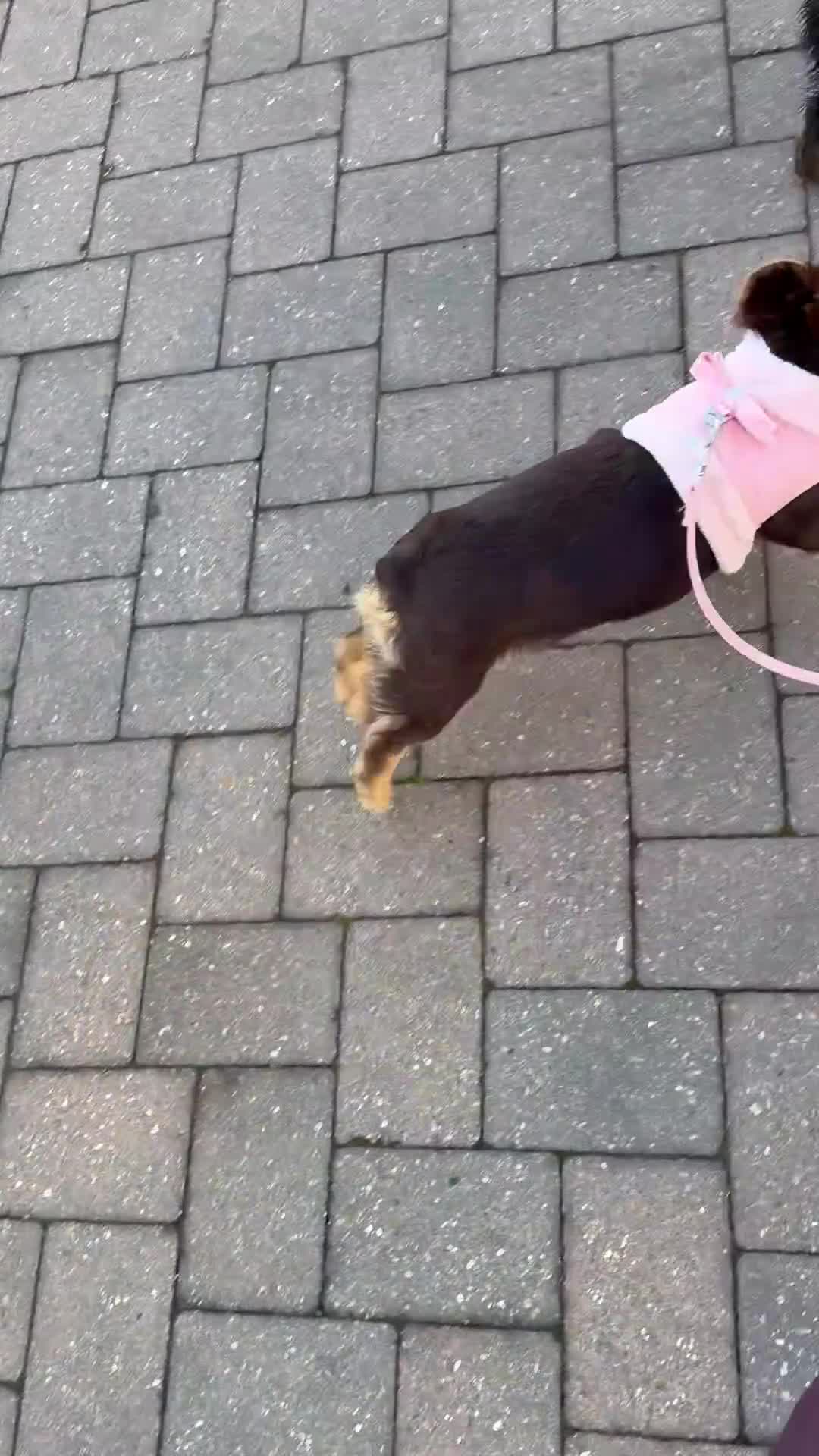 French Bulldog dogs for sale: Rojo and tan fluffy french bulldog - Video 1