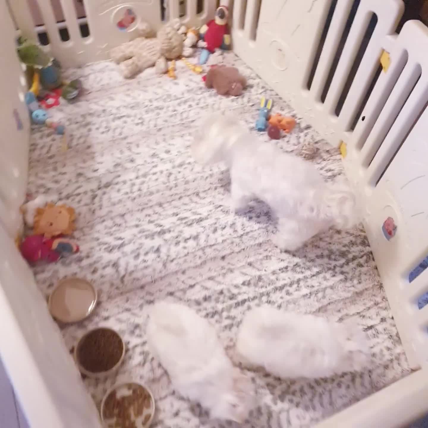 Maltese dogs for sale: Maltese ♡ Pedigree ♡  - Video 3