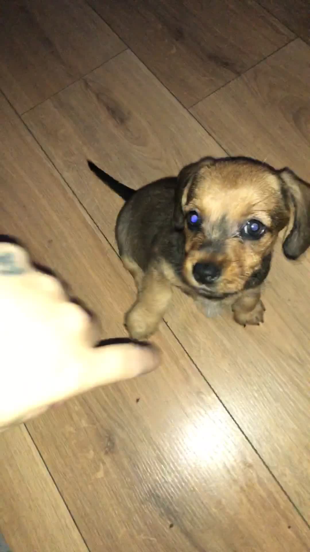 Mixed Breed dogs for sale: DACHSHUND PUPS READY TO GO  - Video 1