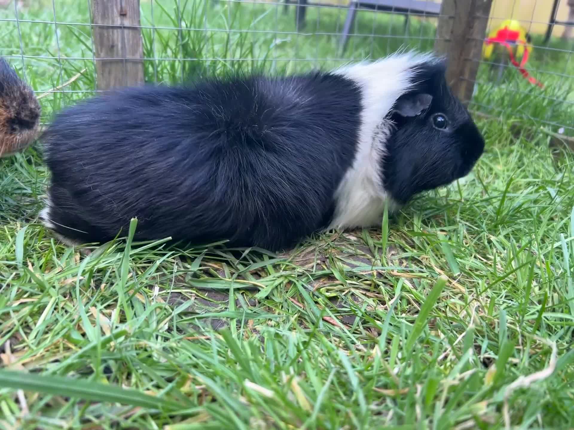 Guinea Pig rodents for sale: Gus & Badger  - Video 1