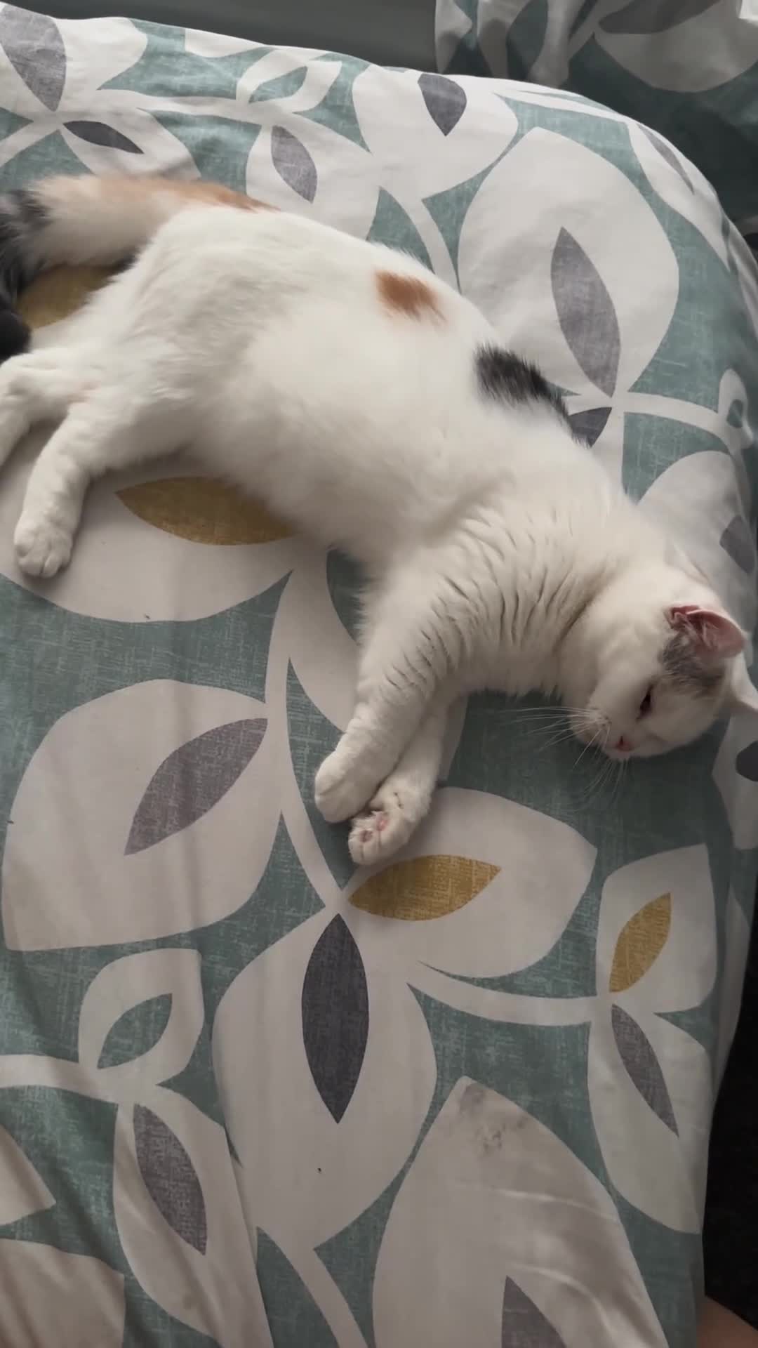 British Shorthair cats for sale: British short Hair - Video 2