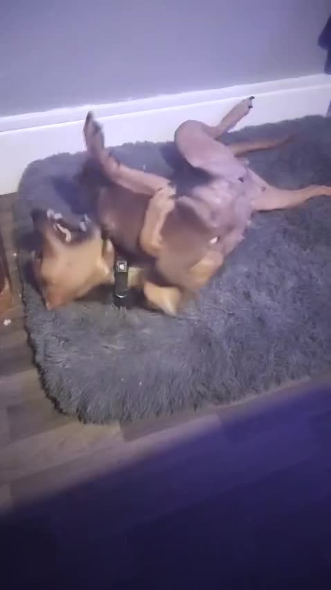 Mixed Breed dogs for sale: German Staff x bull mastif in Birmingham - Video 1
