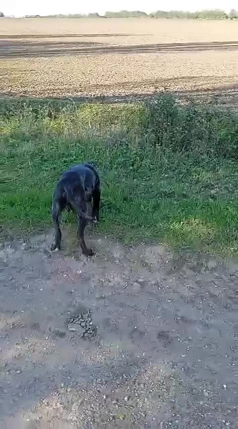 Cane Corso dogs for sale: Male Cane corso  - Video 1