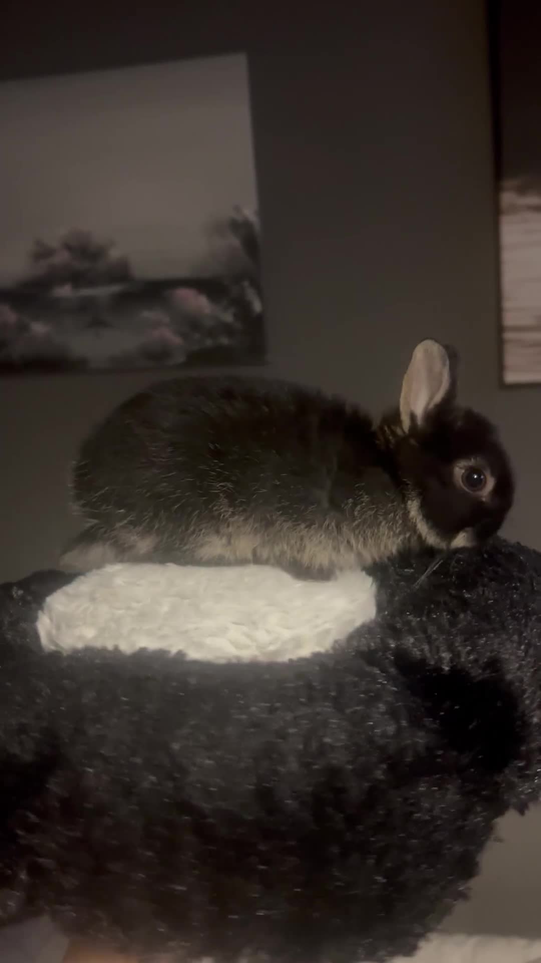 Netherland Dwarf rabbits for sale: PURE Netherland dwarfs for sale - Video 3