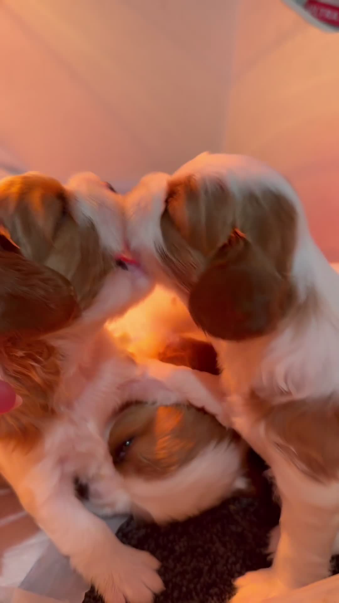 Cavalier King Charles Spaniel dogs for sale: Cavalier king charles spaniels 3 males left - Video 1