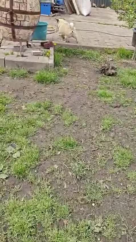 Pug dogs for adoption: 💖🐶 PEPPA 🐶💖 - Video 2