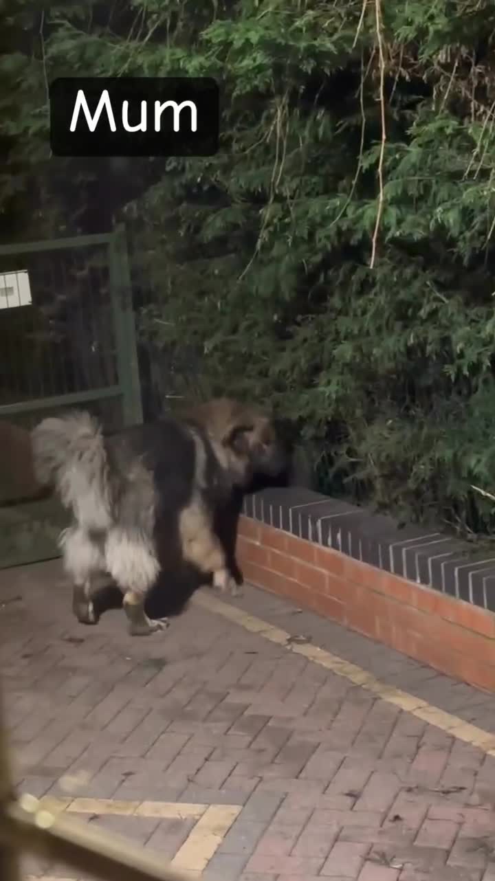 Mixed Breed dogs for sale: F1 Caucasian shepherd x American Akita - Video 1