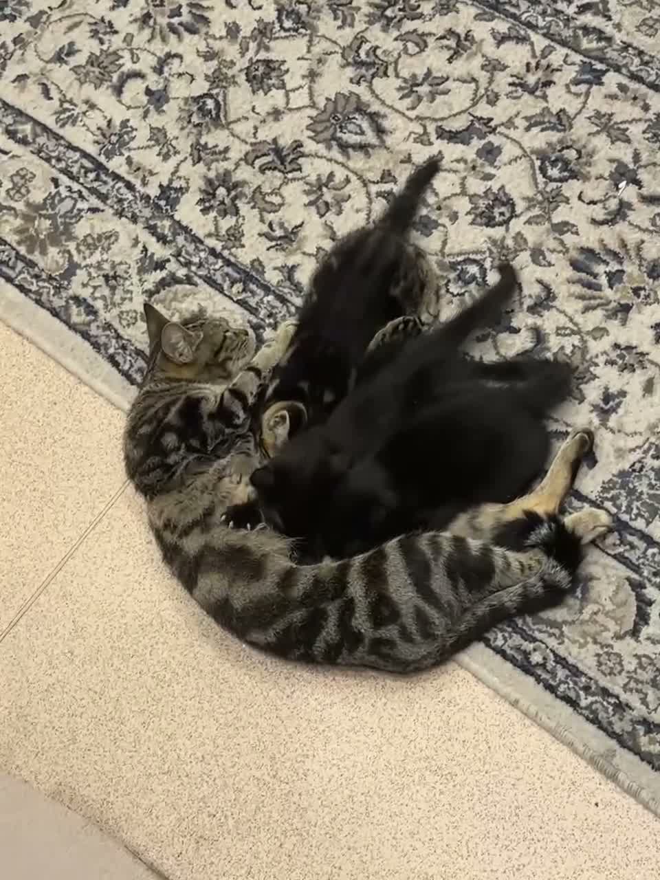 Mixed Breed cats for sale: Kittens for sale  - Video 1