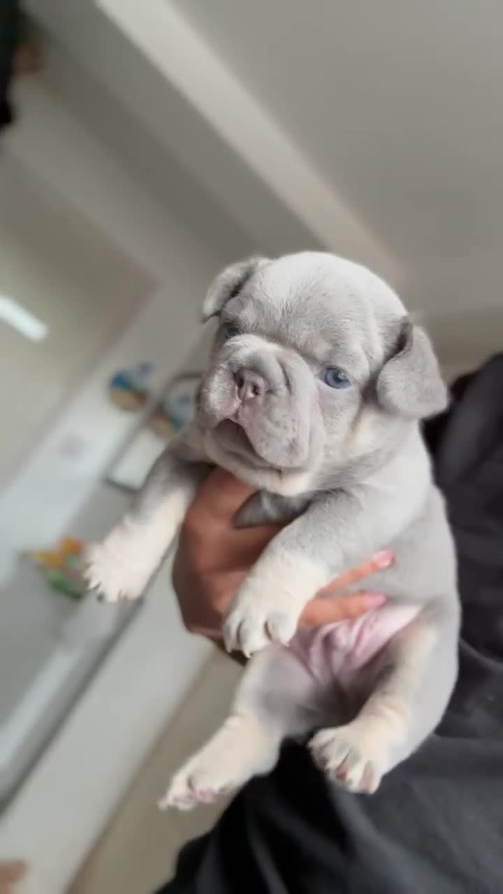 French Bulldog dogs for sale: 5* FRENCH BULLDOGS FOR SALE! - Video 2