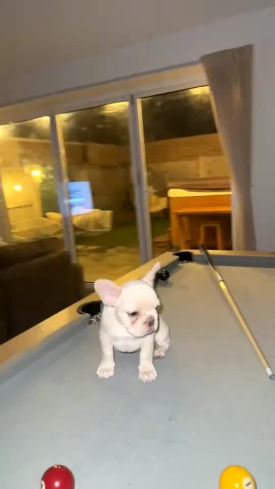 French Bulldog dogs for sale: Triple platinum fluffy carrier french bulldog  - Video 3