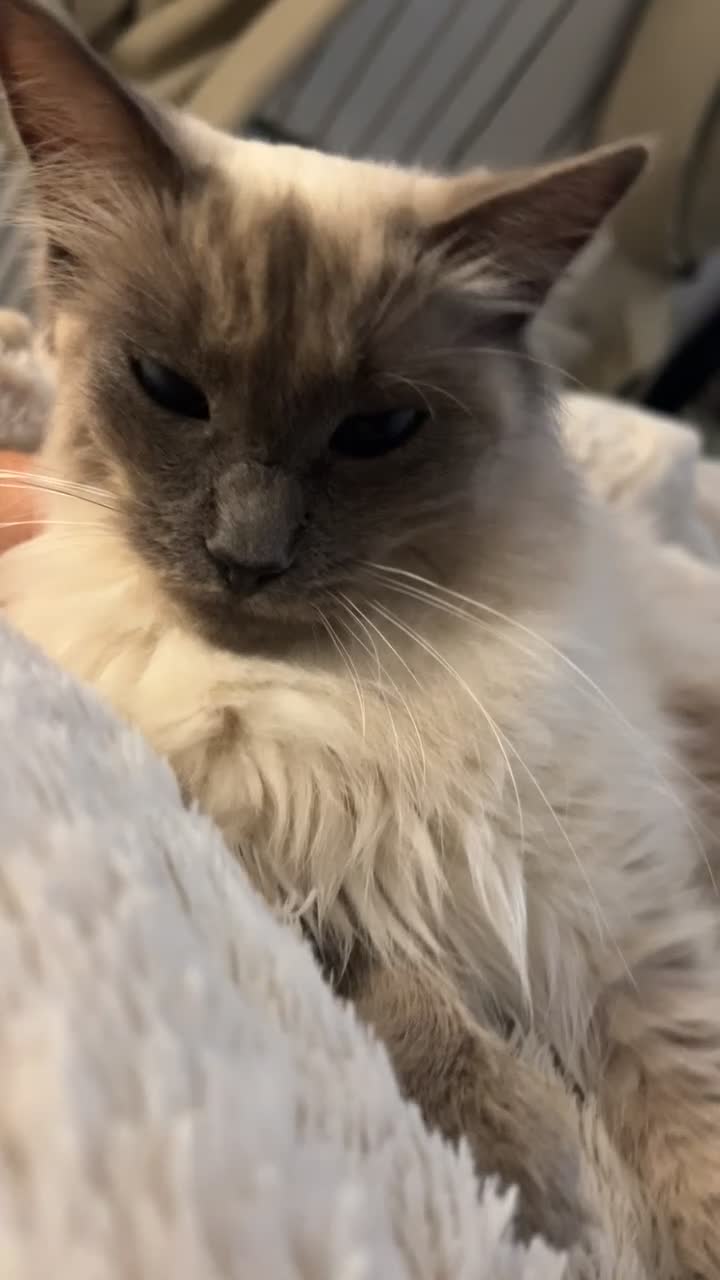 Ragdoll cats for sale: 2 year old female ragdoll in Abertillery - Video 2