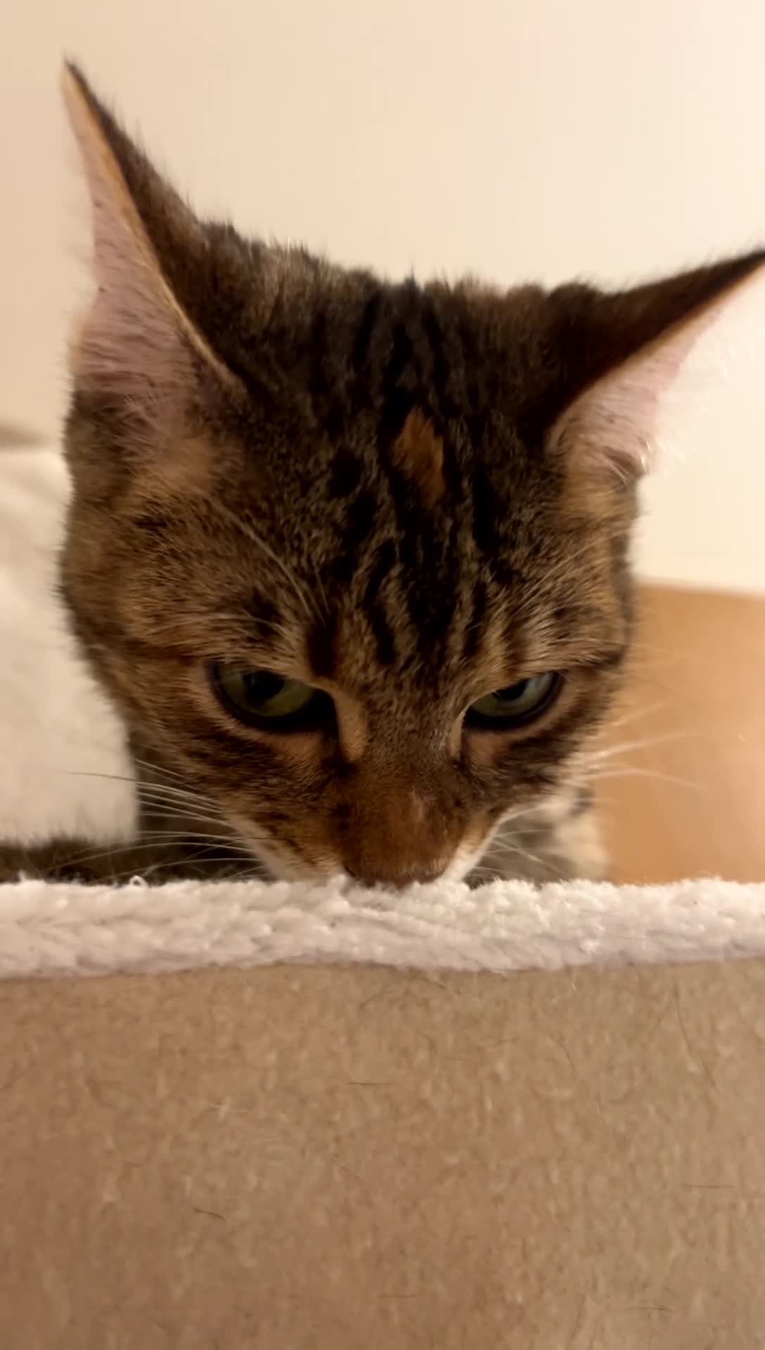 Mixed Breed cats for sale: Female mixed Bengal cat  - Video 1