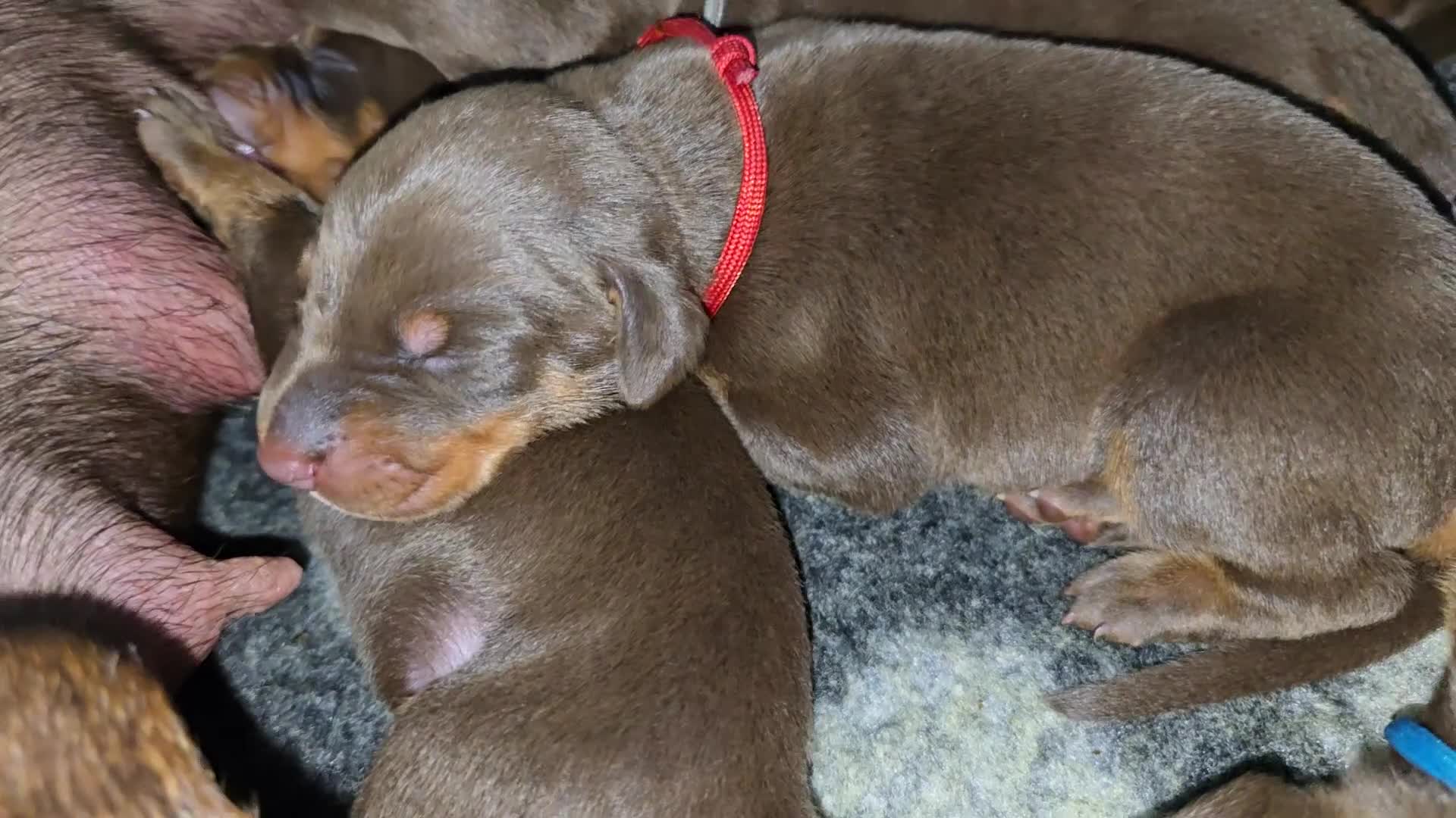 Dobermann dogs for sale: *HEALTH TESTED,HOME REARED,STUNNING DOBERMAN PUPS - Video 4