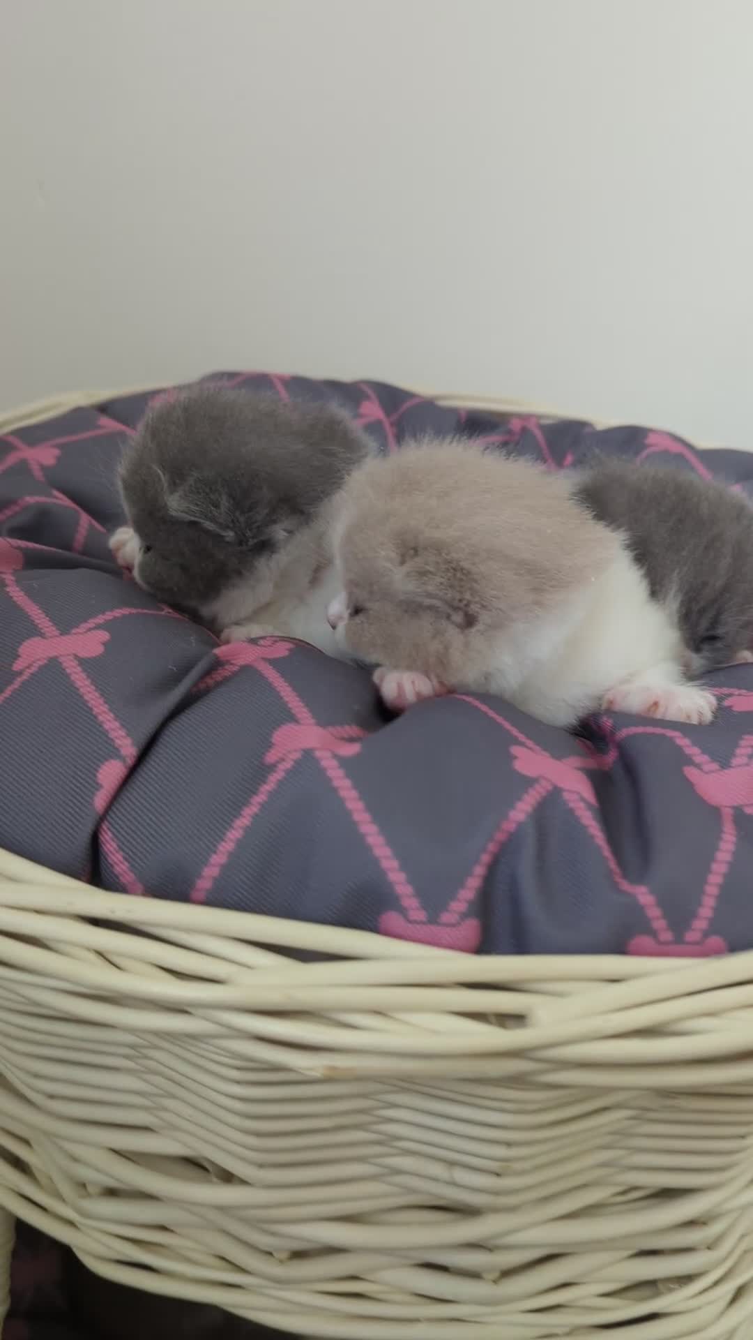 British Shorthair cats for sale: LAST 4 TICA CHAMPION BLOOD LINES BSH KITTENS - Video 2