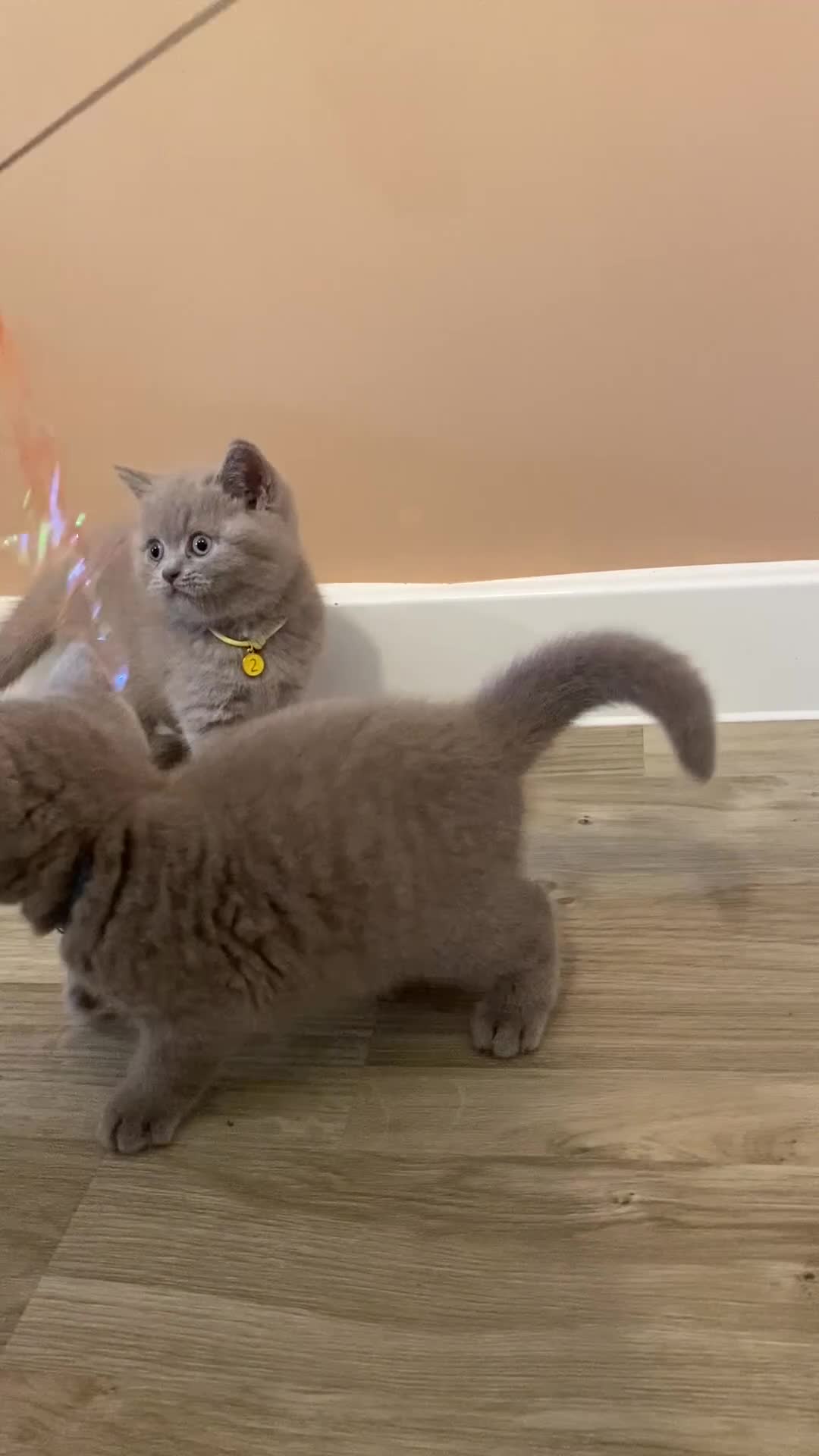British Shorthair cats for sale: 💎 lilac British Shorthair kittens for reserve ✨ - Video 3