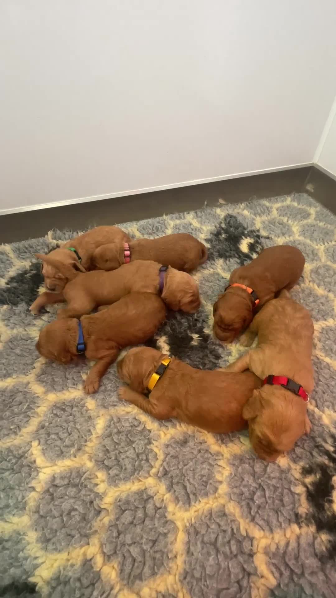 Mini Goldendoodle dogs for sale: F1 mini pups by 5* breeder / POLICE dog trainer in Lincoln - Video 2