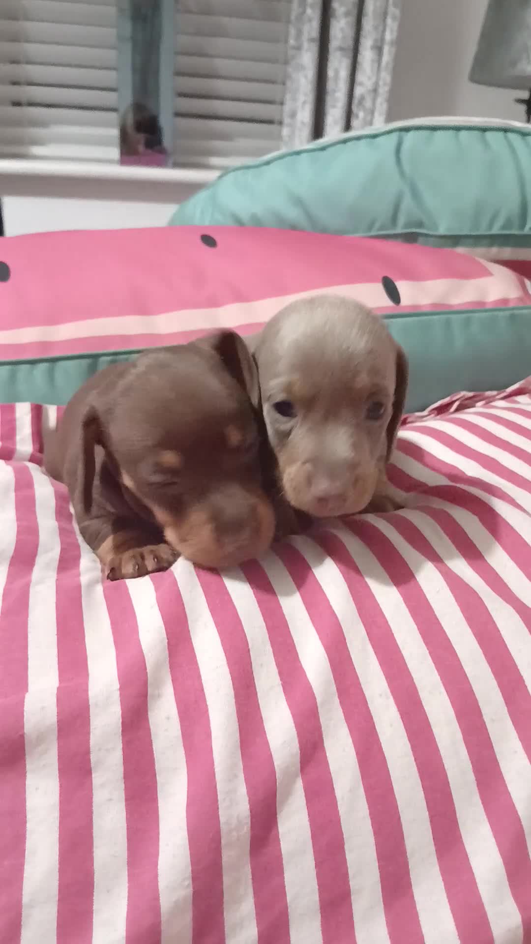 Miniature Dachshund dogs for sale: 2 beautiful boy miniature  dachunds  - Video 1