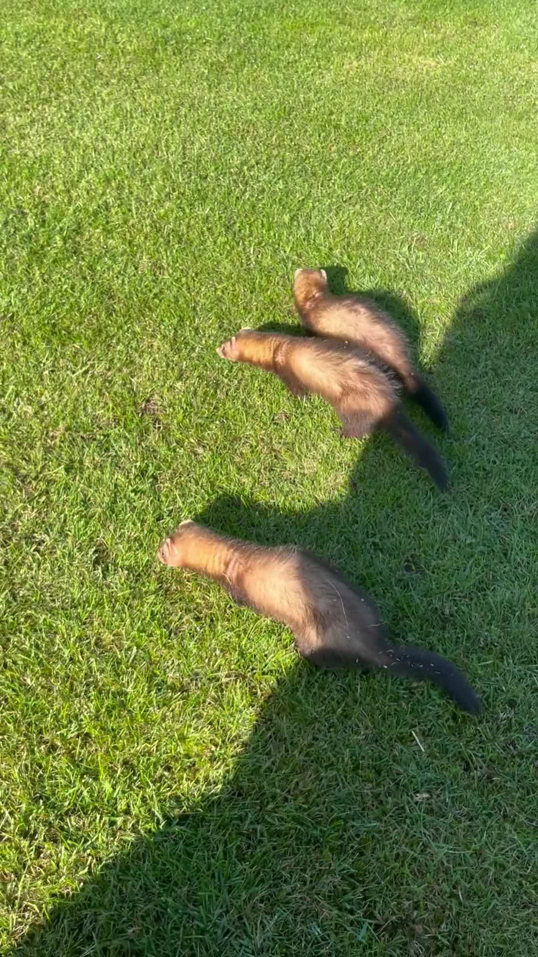 Ferret rodents for sale: 3 jill ferrets - Video 1