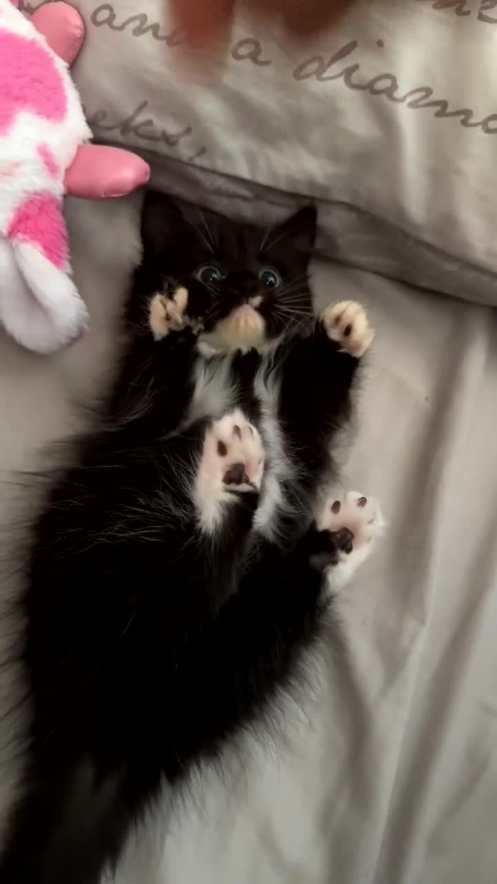 Mixed Breed cats for sale: 3 beautiful kittens available  - Video 4