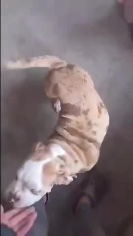 Old Tyme Bulldog dogs for sale: Bulldog pups 💜 1 GIRL LEFT REDUCED 💜   - Video 2