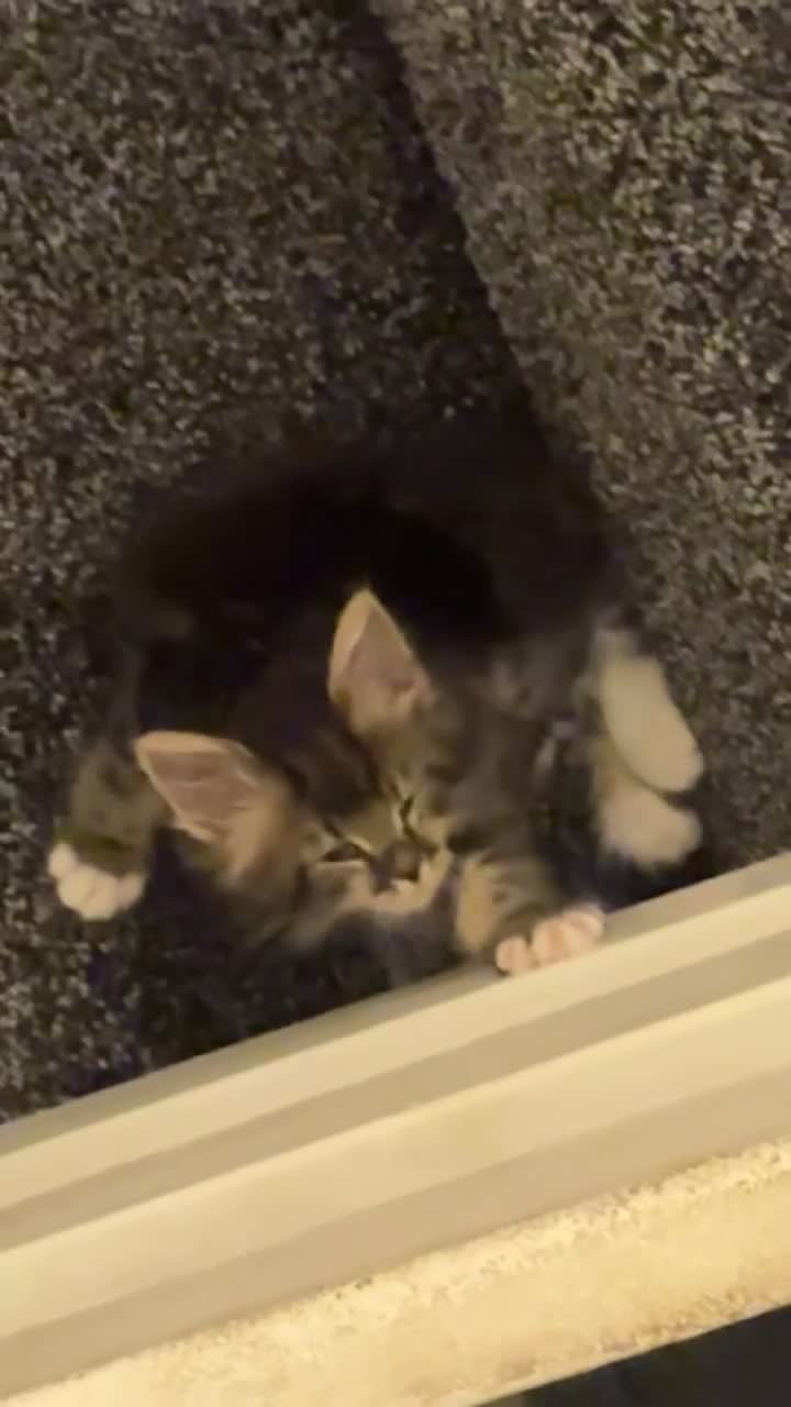 Maine Coon cats for sale: MaineCoon x Tabby Girl–Premium Line, 10 Weeks Old  - Video 3