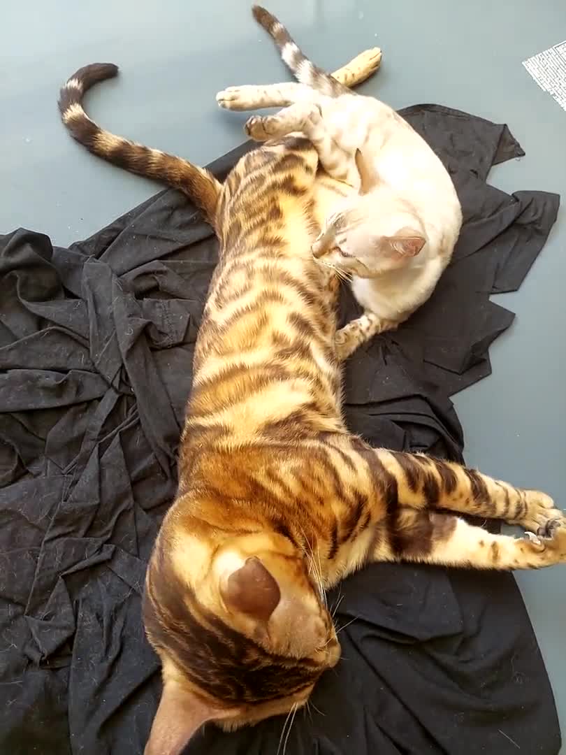 Bengal cats for stud: Impressive Stud Bengal TICA WCF reg in Harlow - Video 1