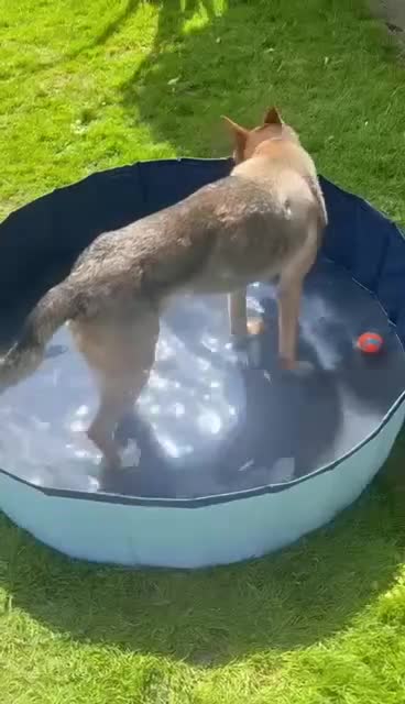 Mixed Breed dogs for adoption: KODA - 5 years old, Shepherd Mix, Boy - Video 1