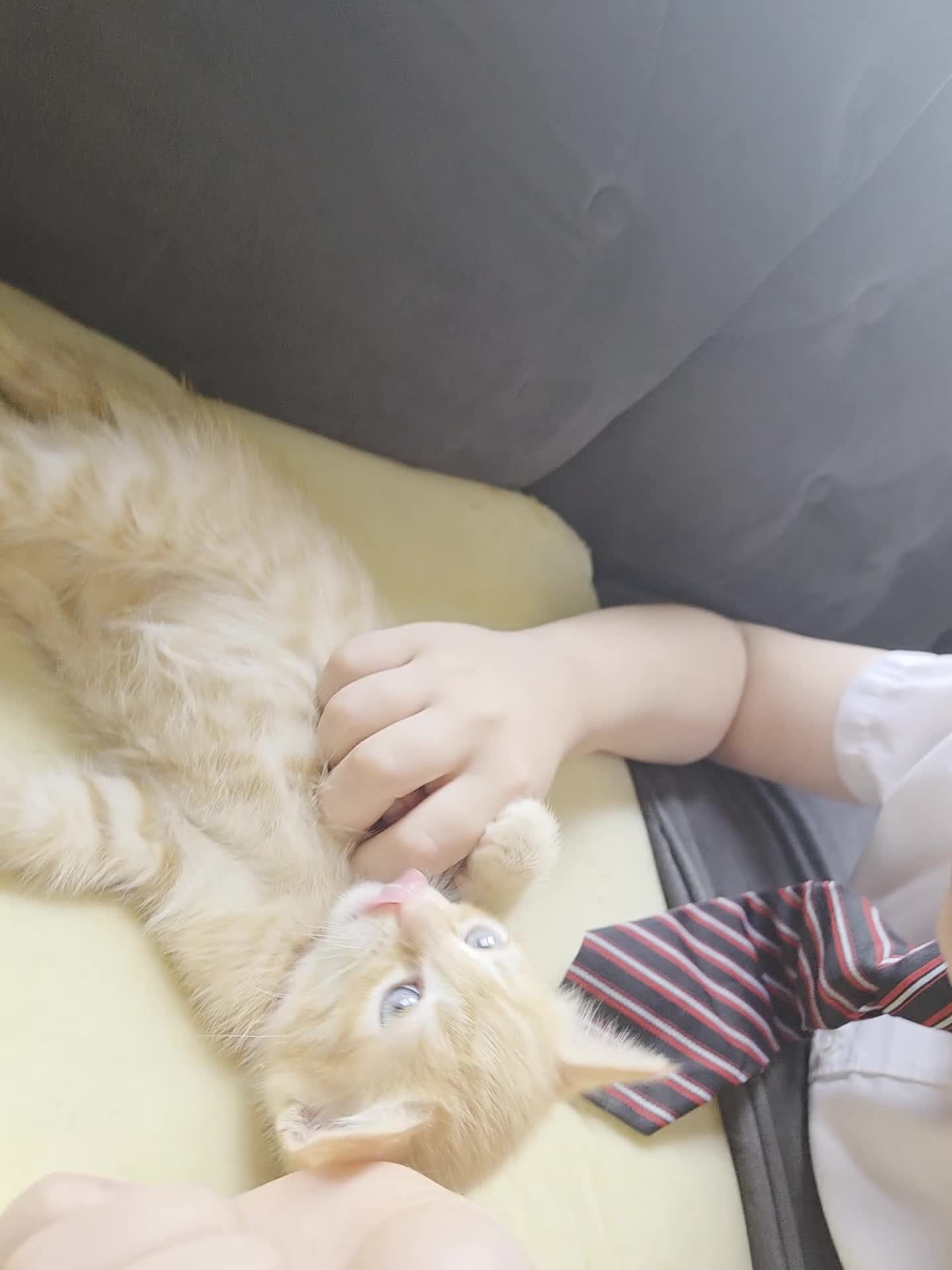 Ragdoll cats for sale: Ragdoll x ginger tom cat - Video 2