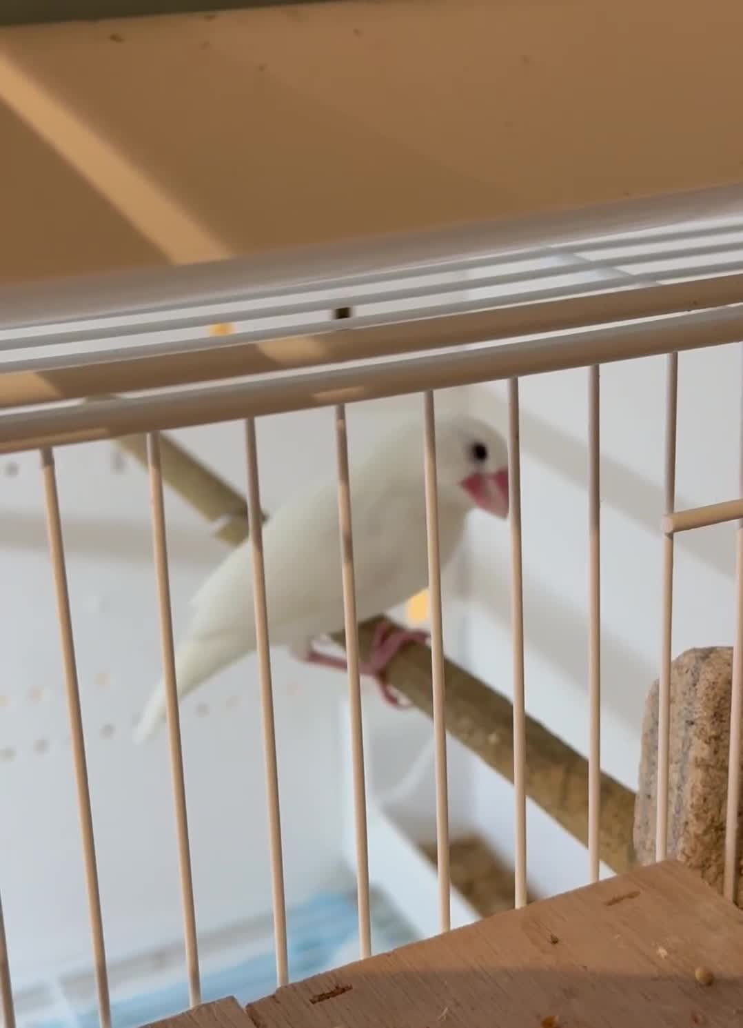 Finches birds for sale: 1 female Java and pair of gouilden  finches  - Video 1