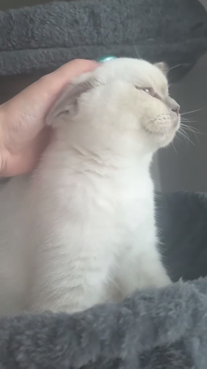 British Shorthair cats for sale: One british longhair for sale - Video 1