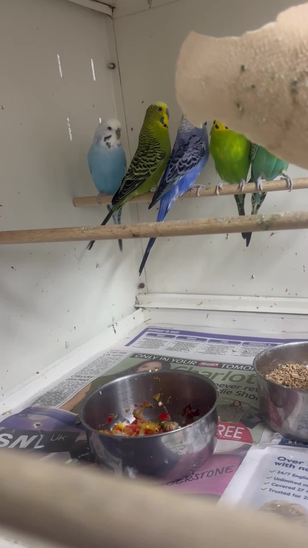 Budgerigars birds for sale: Budgies  in Birmingham - Video 1
