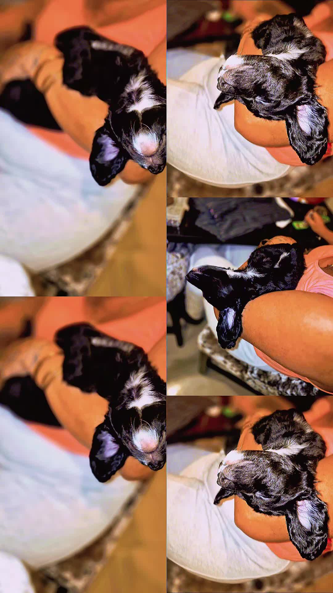 Cockapoo dogs for sale: F2 generation cockerpoo puppys  - Video 2