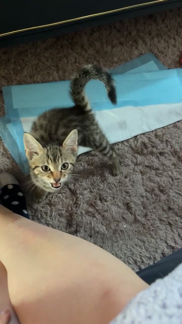 British Shorthair cats for sale: Beautiful Tabby Male Kitten –Ready Now - Video 3