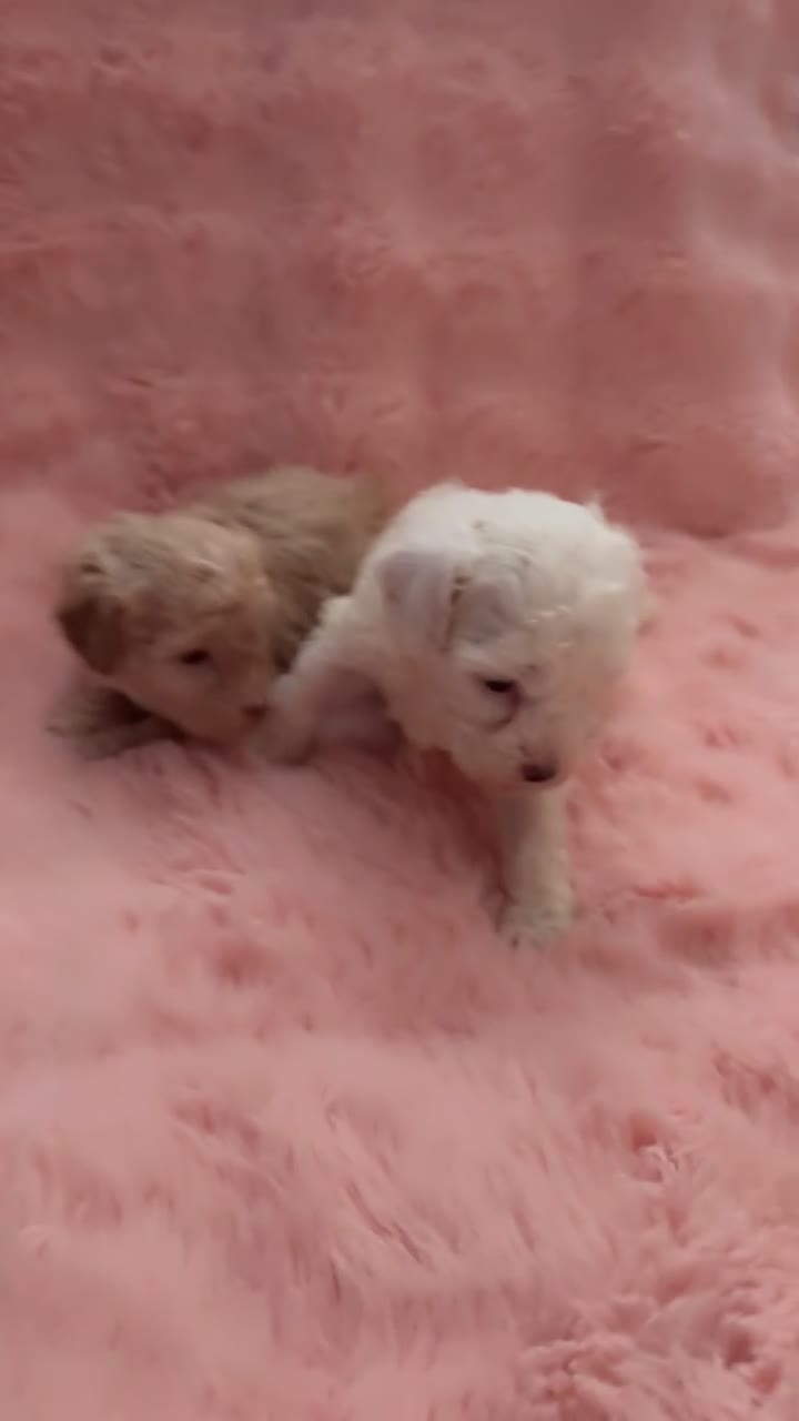 Mixed Breed dogs for sale: Stunning Toy Breed Shihpoo x Poochon - Video 4