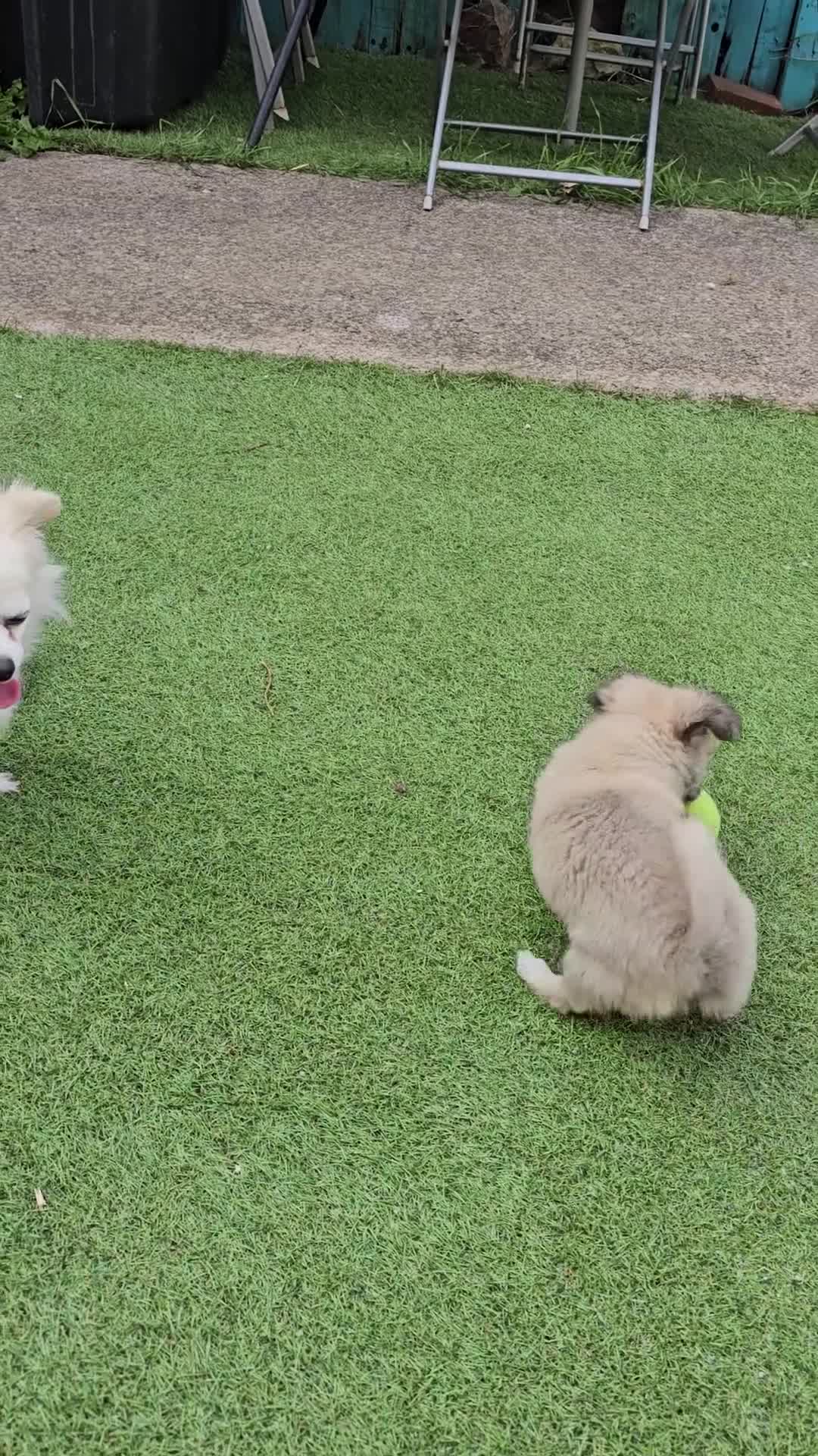 Chihuahua dogs for sale: Long coat Stunning K.C Reg. Puppies **READY NOW** - Video 1