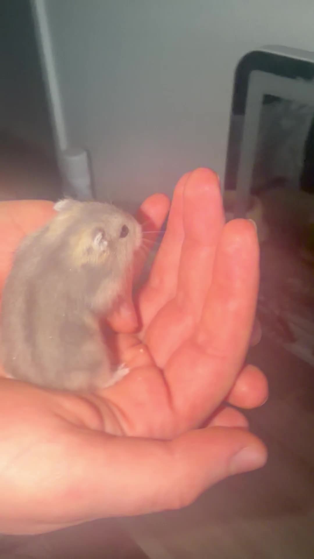 Hamster rodents for sale: Russian Dwarf Hamster  in Winchester - Video 4