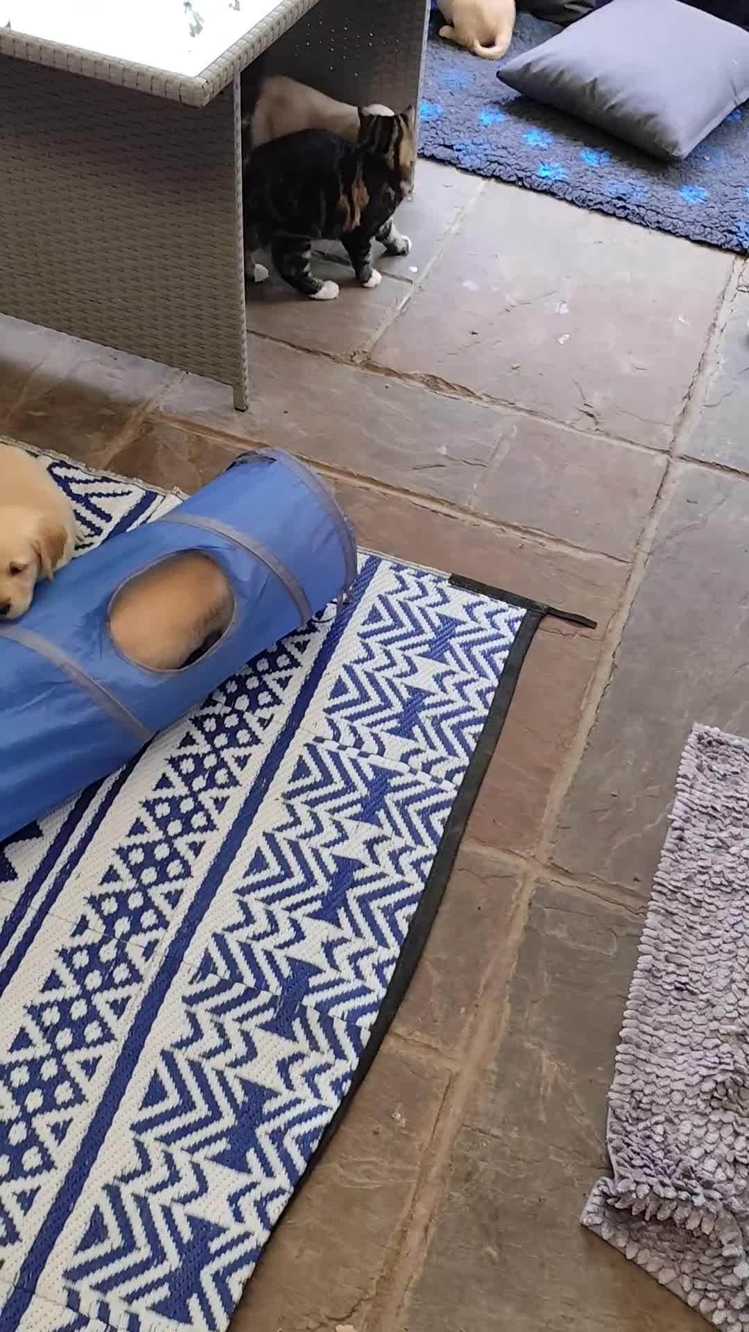 Golden Retriever dogs for sale: Gentle and loving Golden Retriever puppiess  - Video 2
