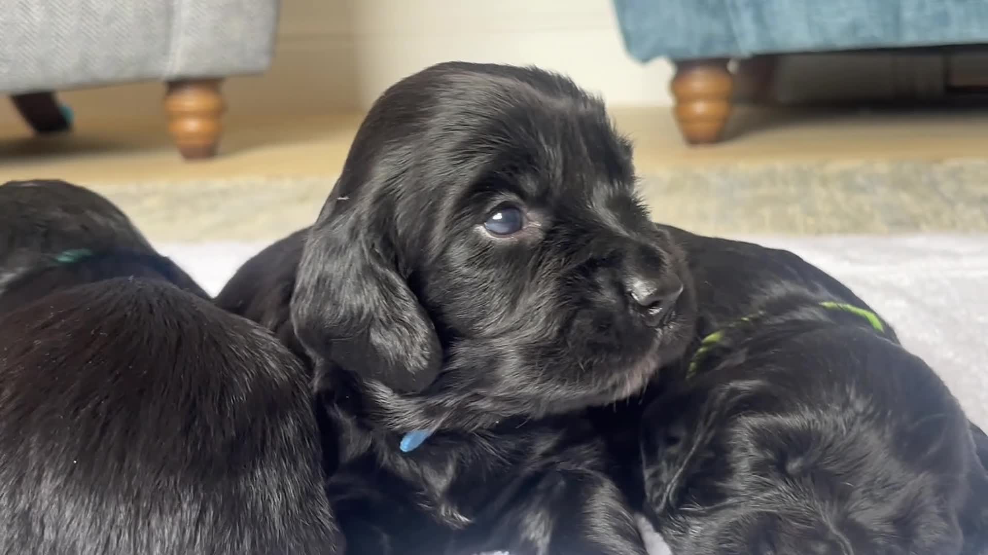 Sprocker dogs for sale: Stunning F1 Sprocker Spaniel Pups - Video 1
