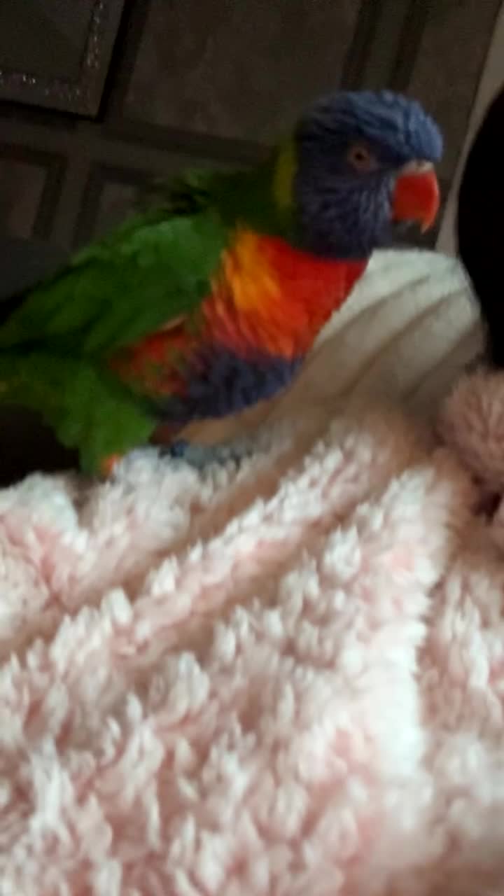 Lorikeets birds for sale: Rainbow lorikeet - Video 1