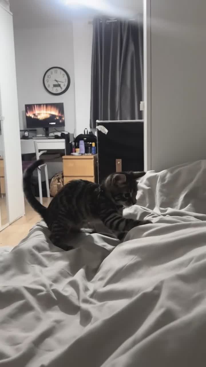 Mixed Breed cats for sale: Discounted Stunning Half Bengal,Savannah Baby Boy - Video 2