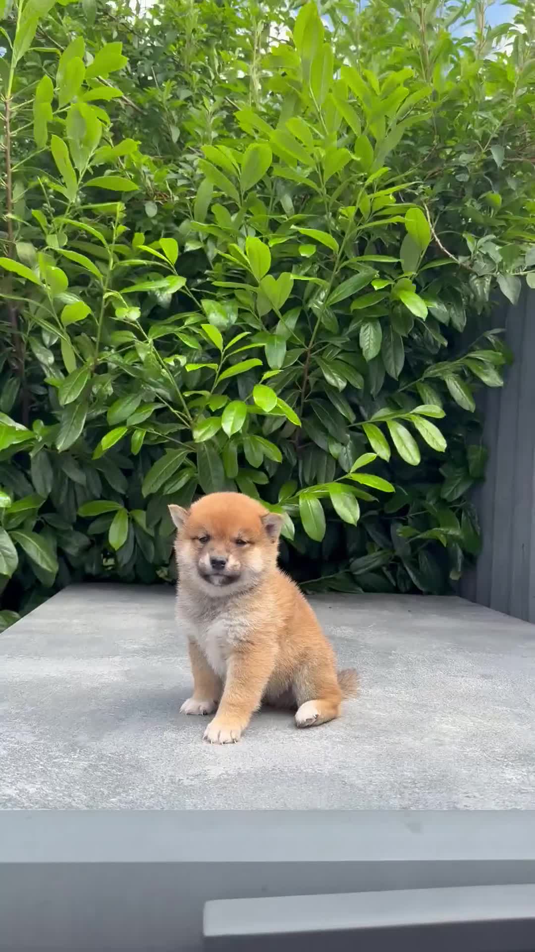 Japanese Shiba Inu dogs for sale: Clear DNA red Shiba Inu puppy champion parents - Video 1