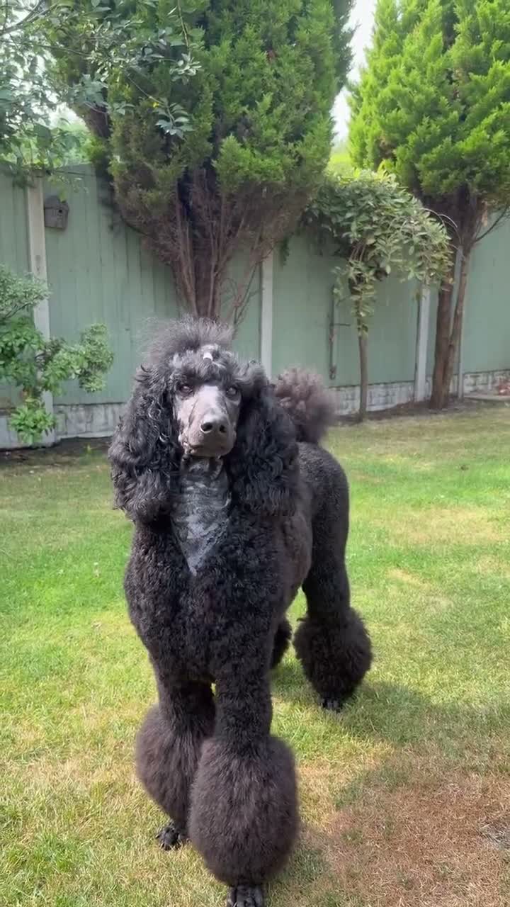 Standard Poodle dogs for sale: EXCEPTIONAL KC STANDARD POODLE LITTER  - Video 2