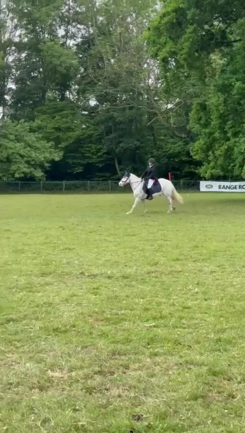 Other Breed horses for sale: Amazing pony club pony  - Video 1