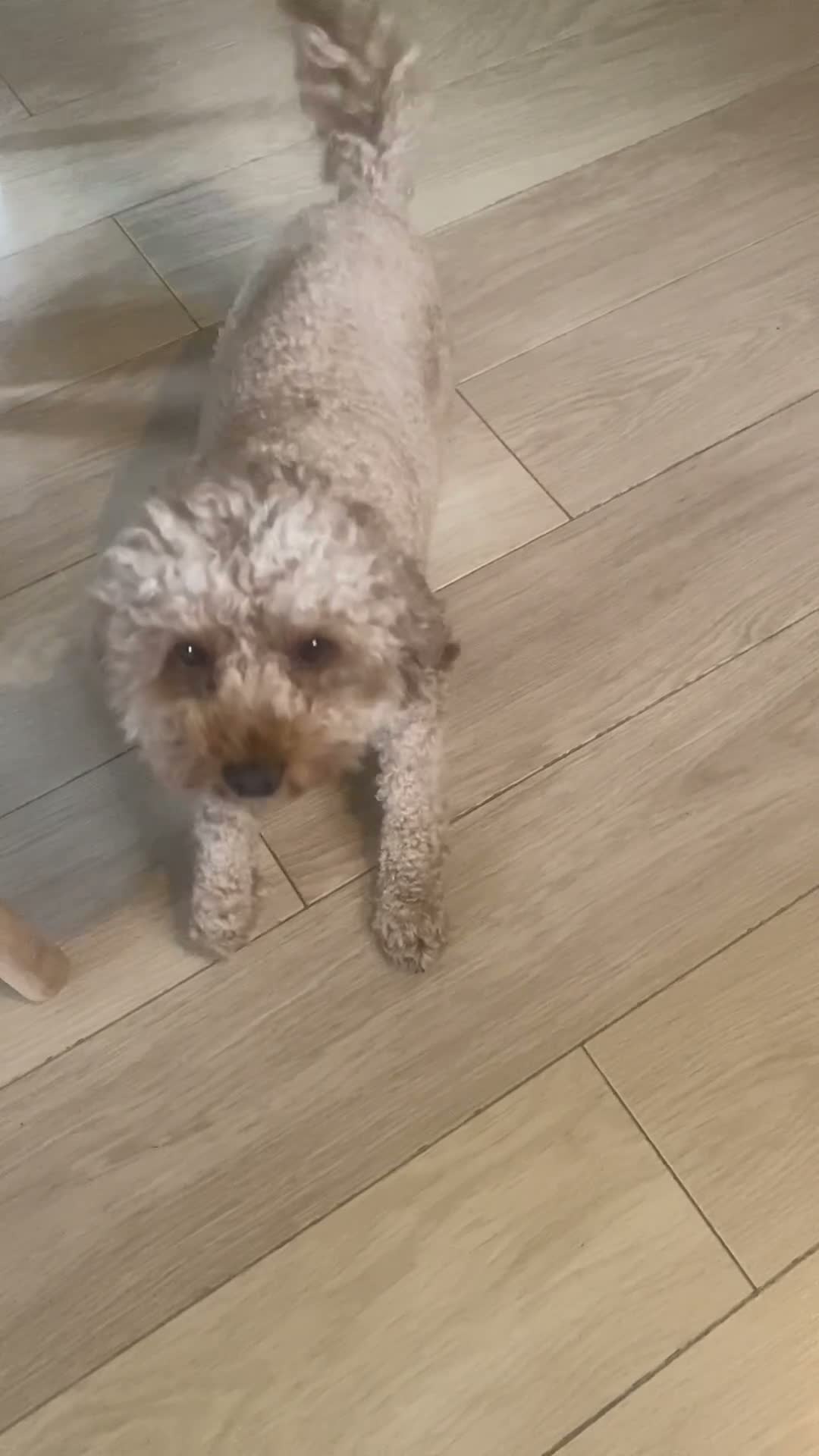 Toy Poodle dogs for stud: KC Toy poodle  extensively health tested  - Video 1