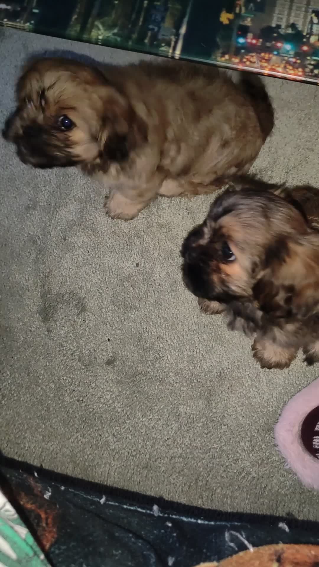 Cava Tzu dogs for sale: CAVA TZU FOR SALE - Video 4