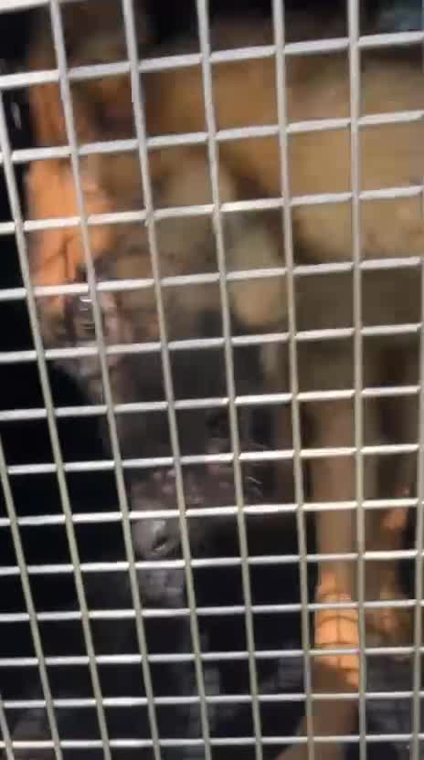 Belgian Shepherd Dog dogs for sale: 6x Malinois Puppies for Adoption - Video 2