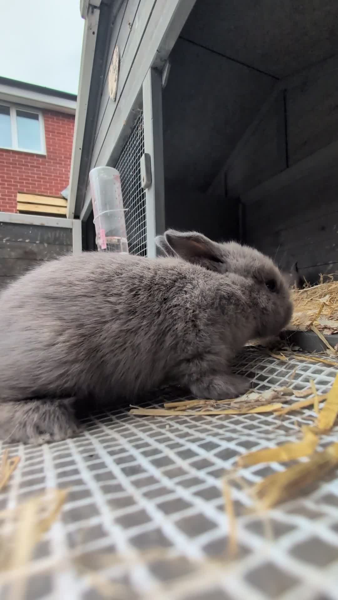 Mixed Breed rabbits for sale: Rabbits  - Video 1