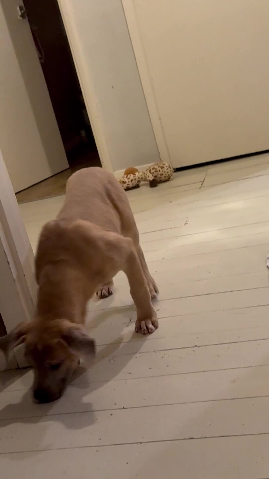 Mixed Breed dogs for sale: URGENT REHOMING - 18 weeks old puppy  - Video 2